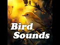 Twilight Wings of Calm: Soothing Bird Sounds