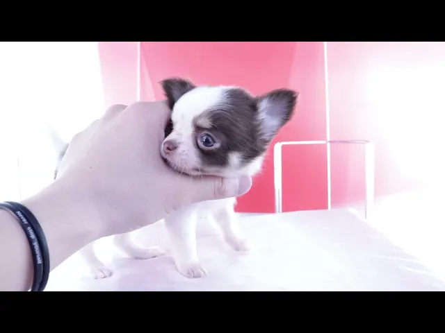 動画