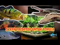 Download Lagu 5 Ikan Predator Yang Cocok Dipelihara Buat Pemula