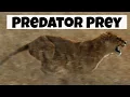 Predator Prey Interactions Basic Ecology