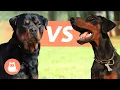 Rottweiler VS Doberman Which one to choose