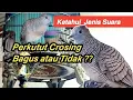 Download Lagu Perkutut Crosing yang bagus || Bagaimana Perkutut Crosingan yang Suaranya Bagus