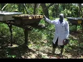 Download Lagu Beekeeping Has Been My Messiah Out of Poverty - Interesting Story of Esco Lule - Terego District