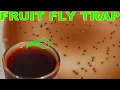 This Genius Trap Will Stop FRUIT FLIES In Your House Overnight
