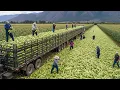 Download Lagu The Biggest Harvests Ever 💥 How Farmers Are Supplying Millions of Tons of Produce to the U.S.