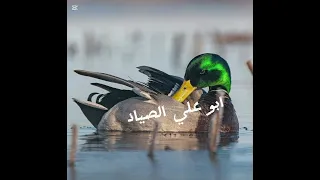 صوت الخضيري وبو زله بربش جوشم دجاج ماي كوشر شتراك و لايك اكسبلور ترنداسف على انقطاع لن كان عدي ضرف 