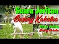 Download Lagu Suara Burung Kakatua,cocok untuk memanggil burung yang lepas