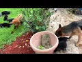 PuppyFinder com Puppies Playing with Mom and Dad