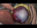 Virtual Chicken The Gizzard