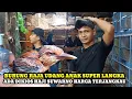 Lagu BURUNG RAJA UDANG MERAH SUPER LANGKA ADA DIKIOS HAJI SUWARNO PASAR BURUNG PRAMUKA