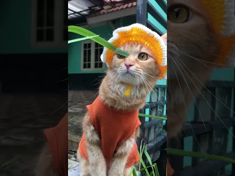 Suara kucing memanggil #kucing #catshorts #suarakucing #kucinglucu #kucingoren #meong #fyp