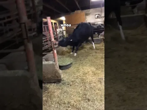 MAD Cow drunk on its own supply