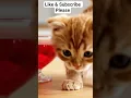 Download Lagu Kitten Gets Stuck in Giant Jelly! 🍮😂 #shorts #ytshorts