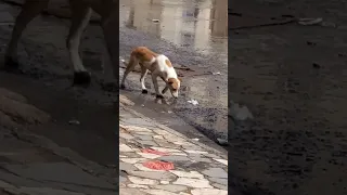 لقد تم بحمدالله قتل الكلب المسعور الذي كان سينهي حياة طفل 