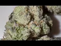 Pink Cotton Candy Strain Review StrainAfterStrain Reviews