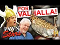 Download Lagu Pawn Stars: These Viking Treasures Belong in Valhalla