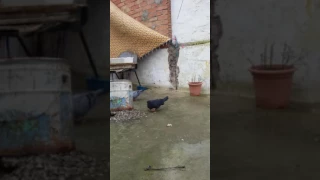                      يا حمامة  اغنية روعة   دندنها