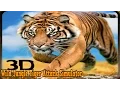 Download Lagu 🐅Wild Jungle Tiger Attack Simulator -By Kick Time Studios Simulation - iTunes/Android