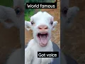 Download Lagu World famous whigt got voice