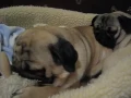Pugs Snoring