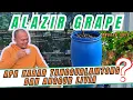 Download Lagu OM LUTFI : MANUSIA CUMA BISA BERENCANA, OM‼️🔥🔥🔥 UPDATE TERBARU KEBUN ANGGUR ALAZIR GRAPE