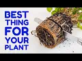 Download Lagu I Cut My Plant’s Roots In Half...And This Happened