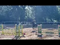 Download Lagu Tirana-N (2019 PEGASE VAN 'T RUYTERSHOF) 1st place - Chieti, 5year olds