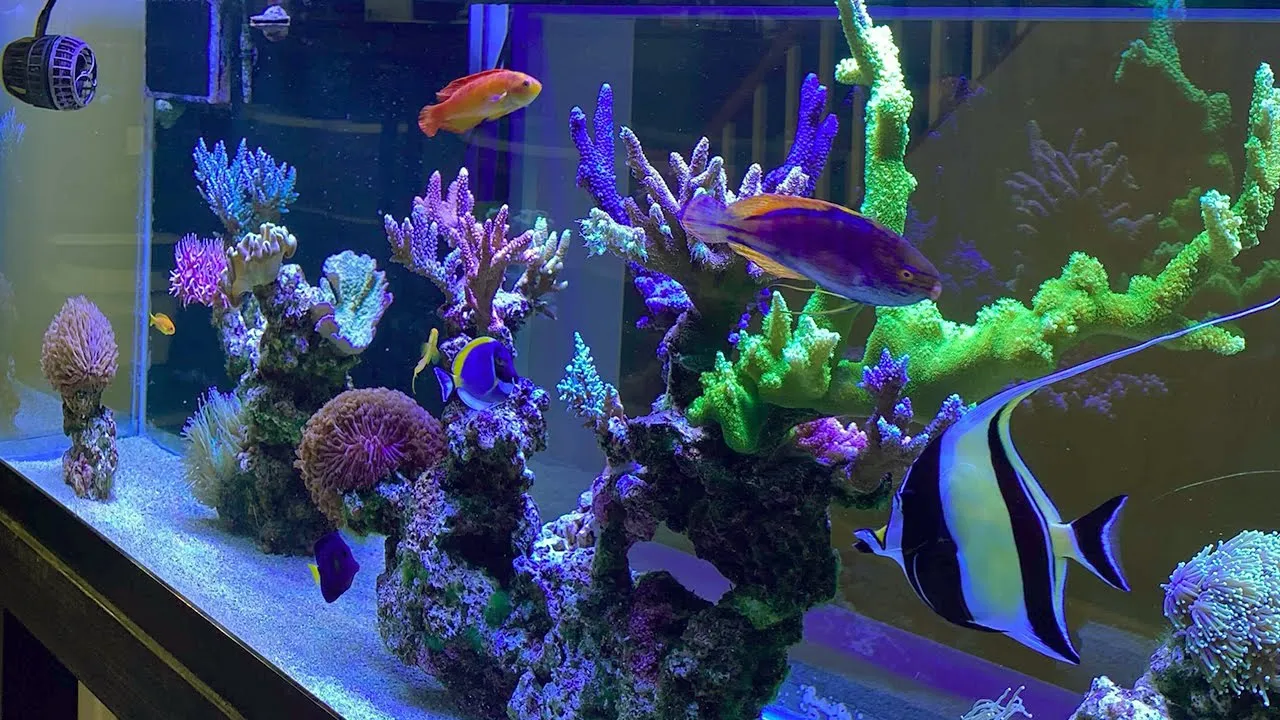 125 Gallon SPS Reef Tank Tour