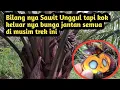 Download Lagu Bilang nya Sawit Unggul tapi Kok Banyak Keluar bunga Jantan Semua 