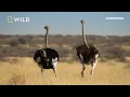 A Week in the life of a Honey Badger | Underdogs | National Geographic WILD UK