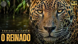 Pantanal, Challenges and Glories!