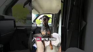 #Fyp #doberman #pets #YouTube #dream