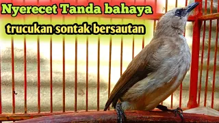 nyerecet tanda bahaya burung trucukan lain pun p4sti ikut bersautan terapi trucukan khas 