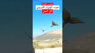 صوت الوروار آكل النحل الورور اليامون نوافذ برية Birdsounds طيور 