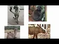 Download Lagu Babyboom continent Asia - Zoo Planckendael ( B) - Zoovenirs (95) 