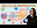 ATI TEAS 7 Cellular Respiration Breakdown It s Not Rocket Science Or Is It