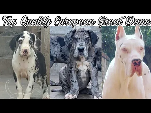 Download MP3 Top Quality European Great Dane Puppies for Sale || jsk pets ||