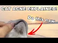 Black DOTS under CATS CHIN EXPLAINED EASY SOLUTION