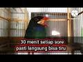 Download Lagu MASTERAN TENGKEK BUTO SPEED RAPAT COCOK BUAT MURAI, KACER DAN CUCAK IJO