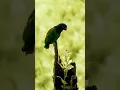 Download Lagu cute moments of the bird's! so cute locking the bird's. #1k