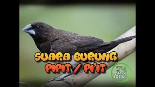 suara burung pipit untuk pikat
