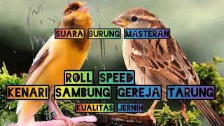 suara kenari sambung gereja tarung suara jernih