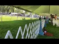 Amateur Owner Handler - Dog
