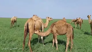 الفنان جلال إدريس بطانة العز 