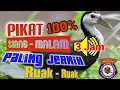 Download Lagu Suara pikat ruak ruak siang-malam jernih jitu paling di cari dan di gunakan 100% terbukti #mbakule88