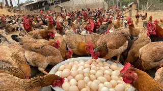 How to raise 8000 chickens for meat and eggs at home, Food for laying hens, Day in the life