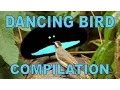 Download Lagu Weird \u0026 Wonderful Dancing Birds Compilation (Part 1)