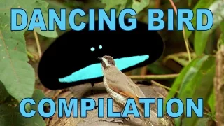 Download Weird \u0026 Wonderful Dancing Birds Compilation (Part 1) MP3