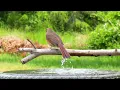 😻 Relaxing Bird Bath, 8 Hours of Birds 🐦 Fountain Water Sounds Uninterrupted CatTV @LensMyth