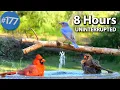 Download Lagu 😻 Relaxing Bird Bath, 8 Hours of Birds 🐦 Fountain Water Sounds Uninterrupted CatTV @LensMyth